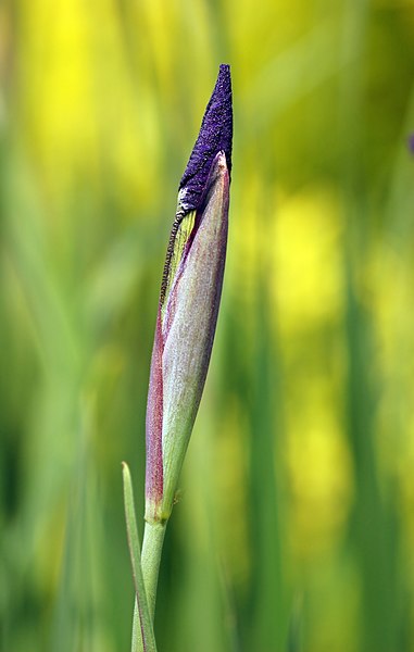 File:Siberian Iris Iris sibirica Flower Unopened 1881px.jpg