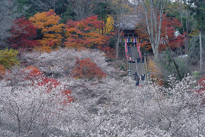 File:Siki-zakura.obara-toyotasi.jpg