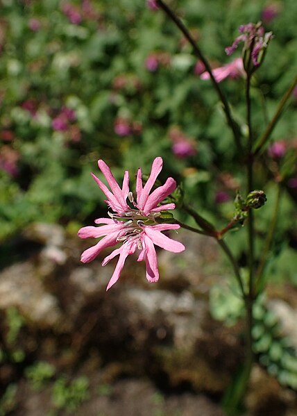 File:Silene cretica kz01.jpg