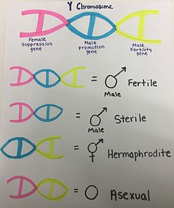 This diagram illustrates the different gene combinations that can appear on the Y chromosome of Silene latifolia. Each combination of genes leads to a distinct sexual expression. Adapted from "Silene latifolia : The Classical Model to Study Heteromorphic Sex Chromosomes" by E. Kejnovsky and B. Vyskot. Silene latifolia Y Chromosome.jpg