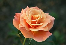Bernyanyi floribunda rose.jpg