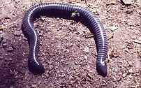 The ringed caecilian is an example of an oviparous caecilian that exhibits parental investment through skin-feeding of the oviduct lining. Siphonops annulatus.jpg