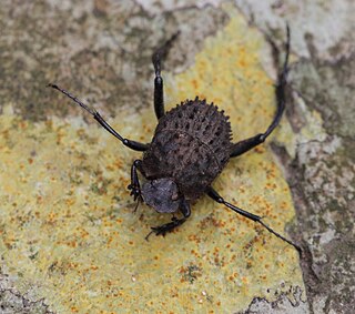 Sisyphini Tribe of beetles