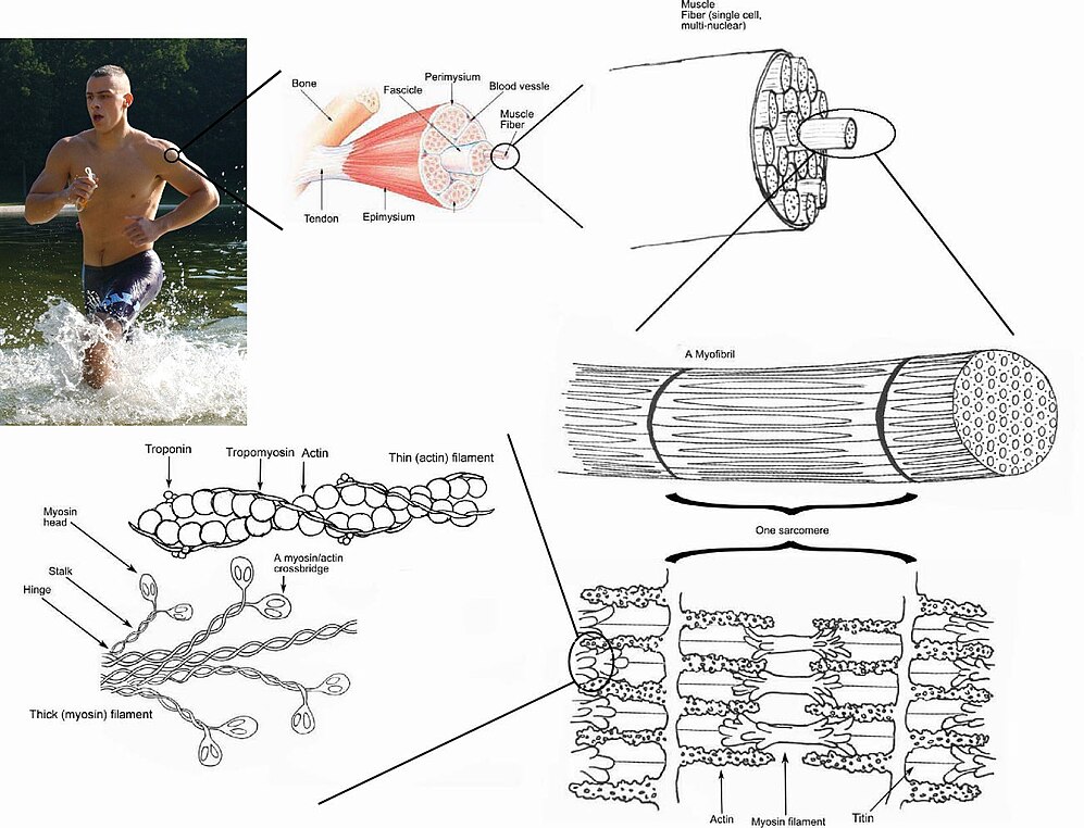 Skeletal Muscle-avatar