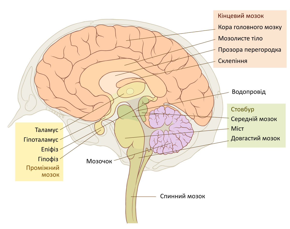 Латинское название мозга. Строение головного мозга Сагиттальный срез. Сагиттальный распил головного мозга анатомия. Отделы головного мозга анатомия латынь. Промежуточный мозг Сагиттальный разрез головного мозга.