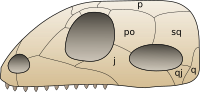 The synapsids are distinguished by a single hole, known as the temporal fenestra, in the skull behind each eye. This schematic shows the skull viewed from the left side. The middle opening is the orbit of the eye; the opening to the right of it is the temporal fenestra. Skull synapsida 1.svg