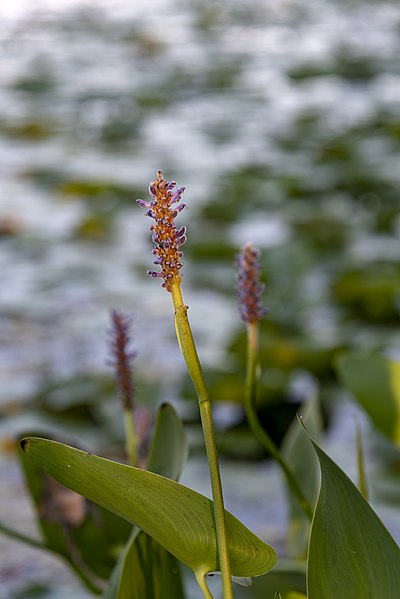 File:Slate Run - Pontederia cordata flower 1.jpg