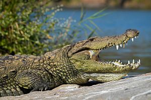 Crocodile. Карликовый крокодил. Дикие животные крокодил. Современный крокодил. Дикий крокодил.