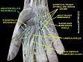 Abductor pollicis brevis muscle