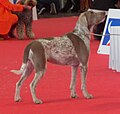 Slovakian Pointer, roan