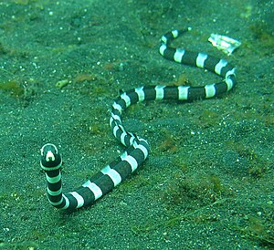 Anguille serpent annelé (Myrichthys colubrinus)