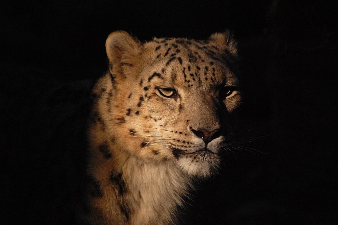 File:Snow Leopard at the Toronto Zoo.jpg