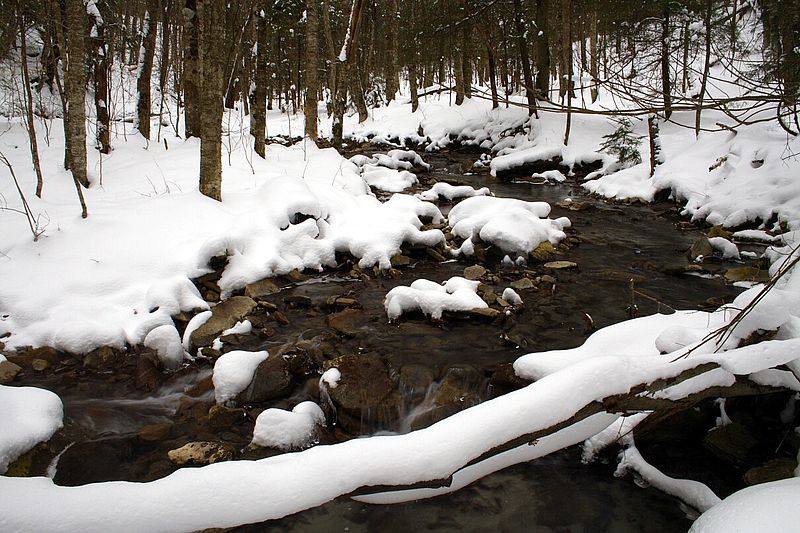 File:Snowy-creek-tree - West Virginia - ForestWander.jpg