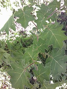 Solanum Xanthocarpum.jpg