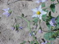 Miniatura para Solanum brevicaule