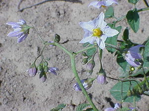 Solanum Tuberosum: Descripción, Subdivisiones taxonómicas, Domesticación