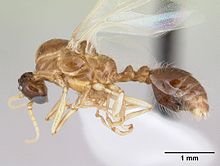 Solenopsis daguerrei casent0178132 профиль 1.jpg