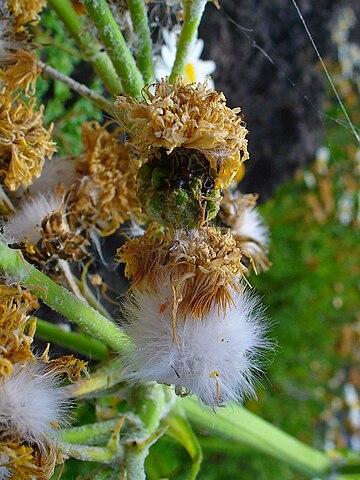 Infrutescence