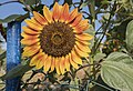 * Nomination: Sunflower in a garden in Horhausen --Plozessor 06:47, 1 January 2024 (UTC) * Review  Comment I think the top crop is too tight. --Sebring12Hrs 08:18, 1 January 2024 (UTC) @Sebring12Hrs:  Done Tried to fix it, please have a look. --Plozessor 08:57, 1 January 2024 (UTC)