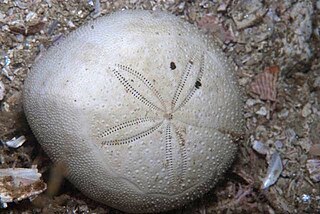 <i>Spatagobrissus</i> Genus of sea urchins