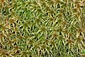 Sphagnum angustifolium