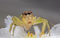 spiders are generally not seen as cute, however jumping spiders have traits associated with cuteness such as large round eyes