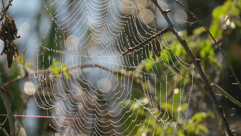 File:Spider net with water drops 9154.jpg