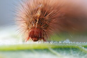 Spilosoma canescens (Dark-spotted Tiger Moth), did you know the bristles have tiny barbs sticking out of them?