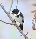 Sporophila americana - Wing-barred seedeater (male).JPG