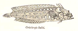 <i>Springeratus xanthosoma</i> Species of fish