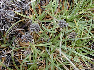 <i>Fimbristylis cymosa</i> Species of grass-like plant