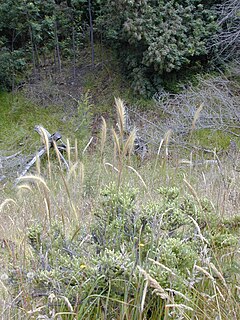 <i>Dichelachne</i> genus of grasses in the family Poaceae