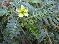 Tribulus terrestris