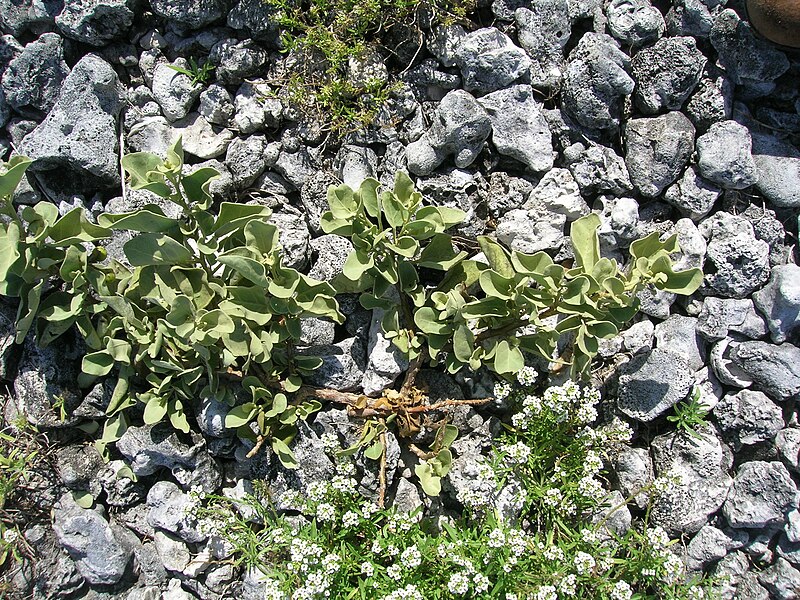 File:Starr 080603-9108 Solanum nelsonii.jpg