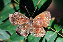 Echydna punctata, starry night
Cristalino River
Southern Amazon, Brazil Starry night (Echydna punctata) worn.JPG