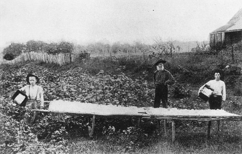 File:StateLibQld 2 72131 Drying cotton outdoors on a farm in the Stanwell district, Queensland.jpg