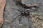 Miniatura para Steatoda capensis