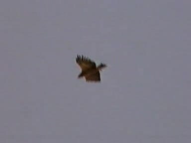 ملف:Steppe Eagle.ogv