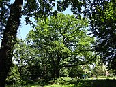 English oak (Quercus robur)