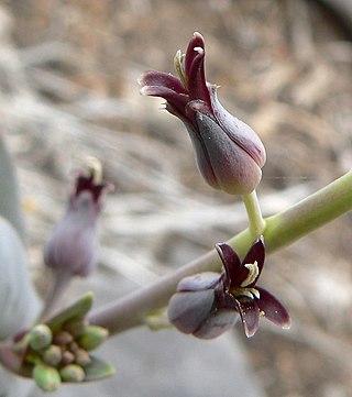 <i>Streptanthus cordatus</i> Species of flowering plant