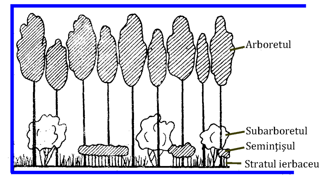 Subarboret