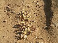 Aizoaceae, Anysberg Nature Reserve, Westkap, Südafrika