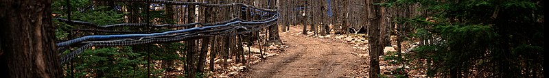 File:Sugar bush in Powassan, Ontario (cropped).jpg