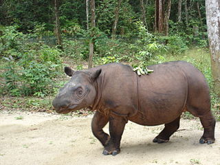 <span class="mw-page-title-main">Sumatran rhinoceros</span> Critically Endangered species of small Asian rhinoceros