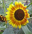 Nice sunflower shot.