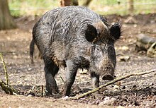 ファイル:Sus_scrofa_-Whipsnade_Zoo,_Bedfordshire,_England_-adult_female-8a.jpg