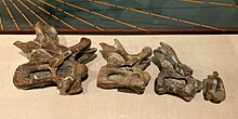 Fifth and third to first cervical vertebrae Suuwassea cervicals 1-4.jpg