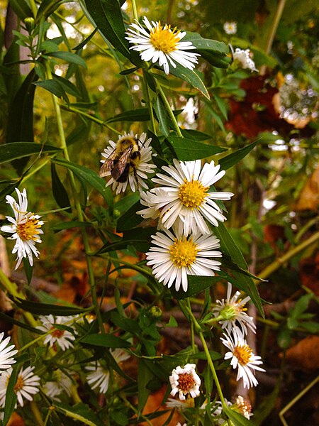 File:Symphyotrichum lanceolatum - Lance Leaf Aster.jpg