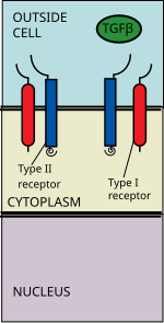 TGF Beta ligand binds to receptor TGFbeta Pathway 1.svg