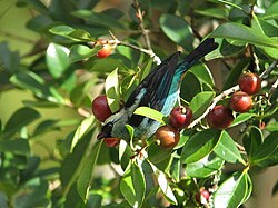 A metallic-green tanager was seen eating tomatoes. Tangara labradorides Tangara verdiplata Metallic-green Tanager (15765599898).jpg